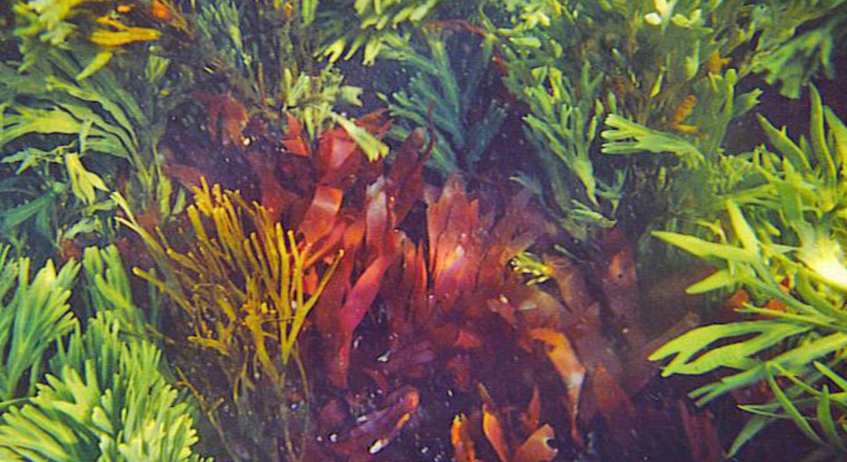 What’s the Nutritional Difference Between Red, Green, and Brown Seaweeds? - Maine Coast Sea Vegetables