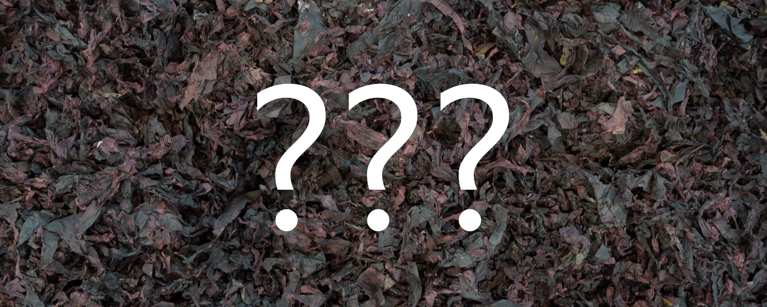 Seaweed Identity - it's more than a name - Maine Coast Sea Vegetables