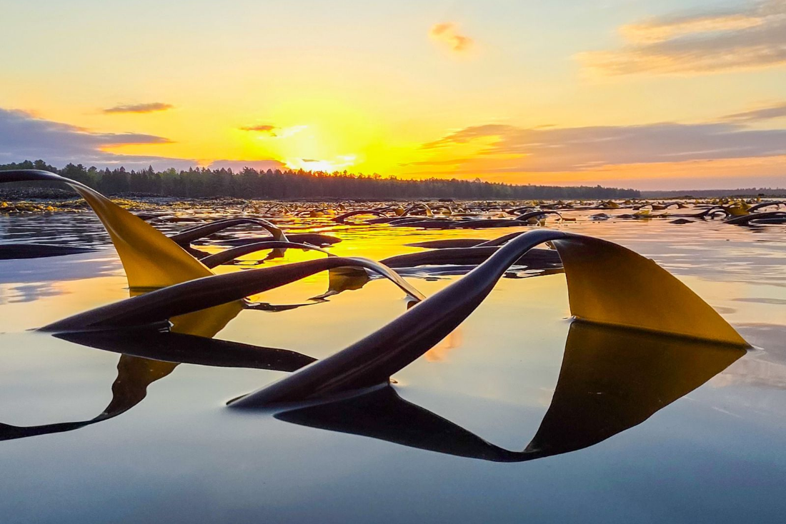 sugar kelp rising above the water a sunrise