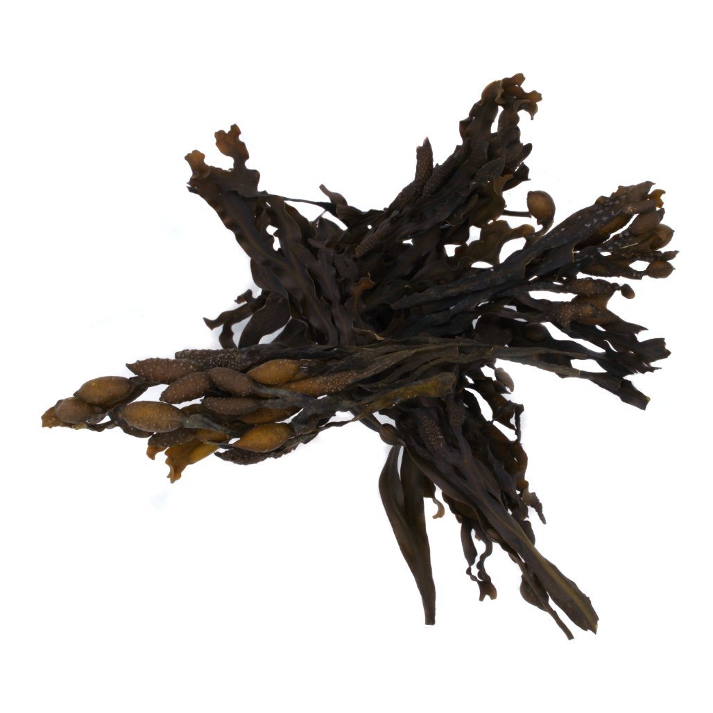 Bladderwrack Whole Leaf - Wild Atlantic - Organic SAMPLE - Maine Coast Sea Vegetables