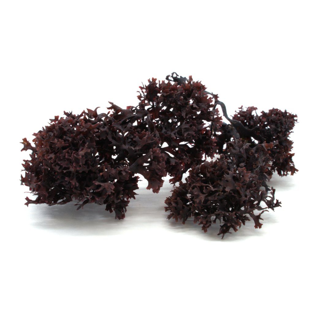 Irish Moss Whole Leaf (Chondrus crispus)- Organic Seaweed