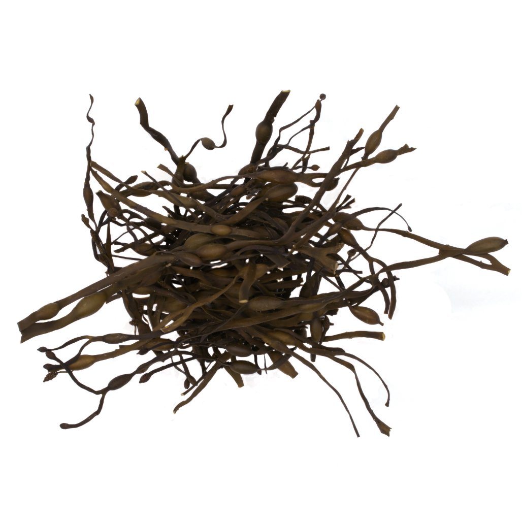 Organic Rockweed Whole Leaf (Ascophyllum nodosum) - Wild-Harvested Atl