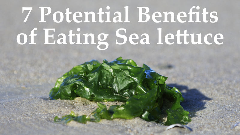 7 Potential Benefits of Eating Sea Lettuce Seaweed (Ulva lactuca) - Maine Coast Sea Vegetables