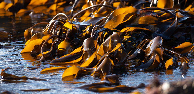 8 Nutritionally Important Minerals Found in Kelp and Other Seaweed Superfoods - Maine Coast Sea Vegetables