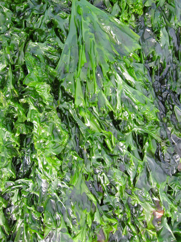 Deep Dive Update into Vitamin B-12 and Seaweed, and Why Sea Lettuce May Be an Especially Good Source