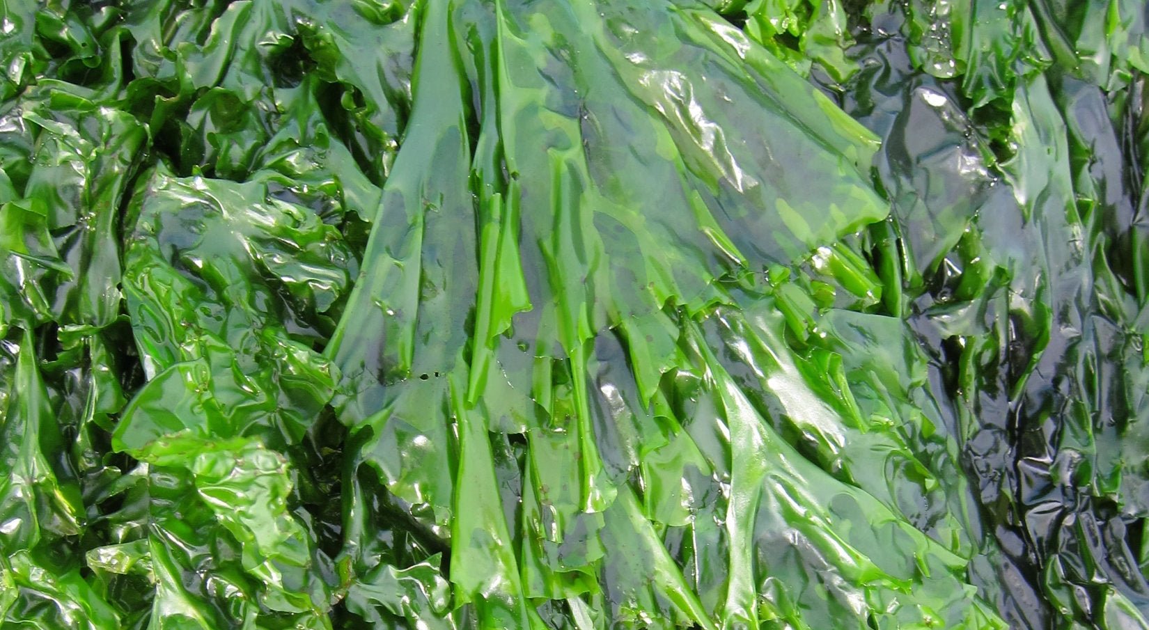 Deep Dive Update into Vitamin B-12 and Seaweed, and Why Sea Lettuce May Be an Especially Good Source - Maine Coast Sea Vegetables