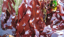 Dulse seaweed 