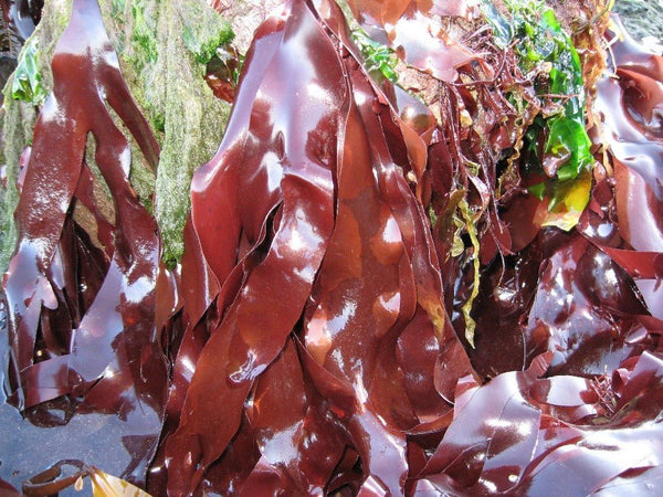 Dulse...the sea vegetable with meaty umami! - Maine Coast Sea Vegetables