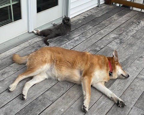 Is seaweed good for your pet? - Maine Coast Sea Vegetables