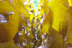 Radiation and Sea Vegetables Fukushima Update - Maine Coast Sea Vegetables