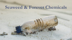Seaweed and Forever Chemicals - Maine Coast Sea Vegetables