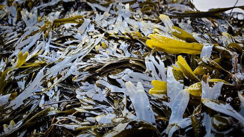 Seaweed Bath Hydrotherapy… Enjoy the Restorative Powers of Bladderwrack and Other Seaweeds in a Home Spa Experience! - Maine Coast Sea Vegetables