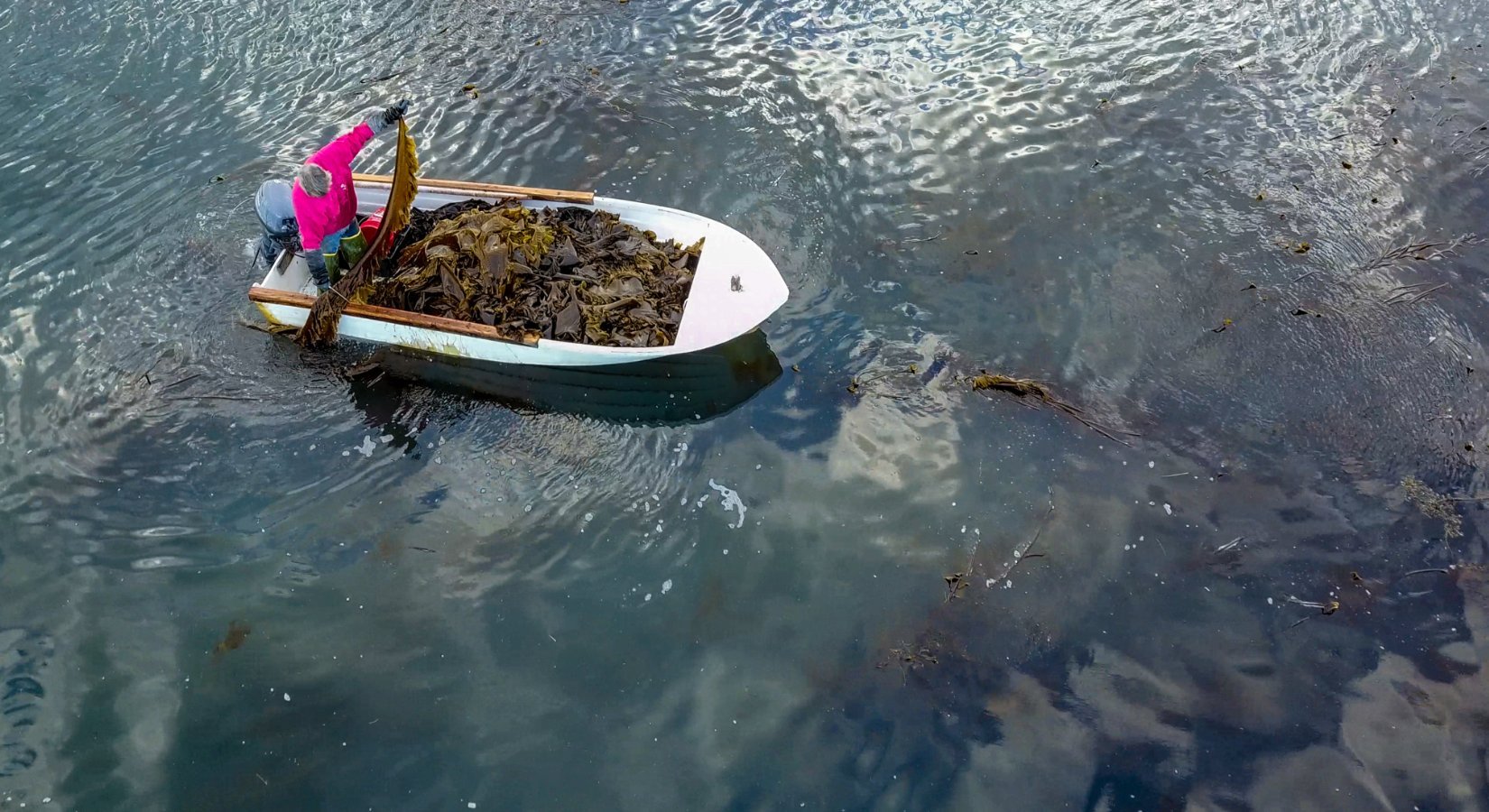 Sustainable Seaweed Company Practices - Maine Coast Sea Vegetables