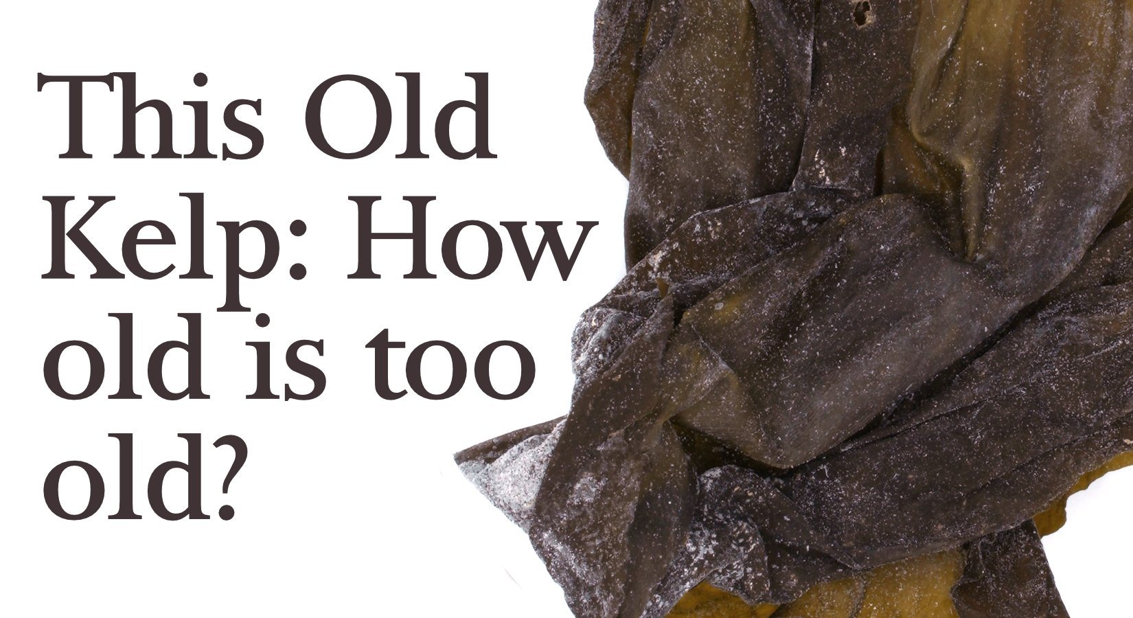 This Old Kelp… How Old is Too Old? Can Seaweed Expire? - Maine Coast Sea Vegetables