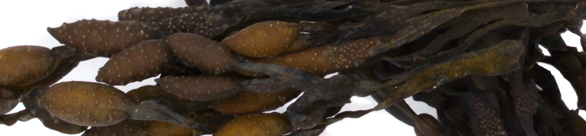 Bladderwrack - Wild Atlantic | Maine Coast Sea Vegetables