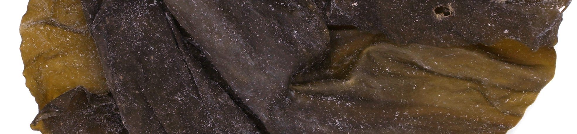 Kelp - Sugar Kelp - "Wild Atlantic Kombu" | Maine Coast Sea Vegetables