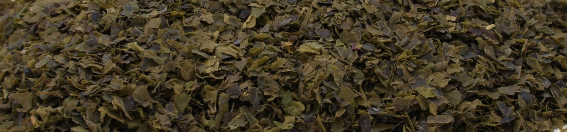 Sea Lettuce - Wild Atlantic | Maine Coast Sea Vegetables