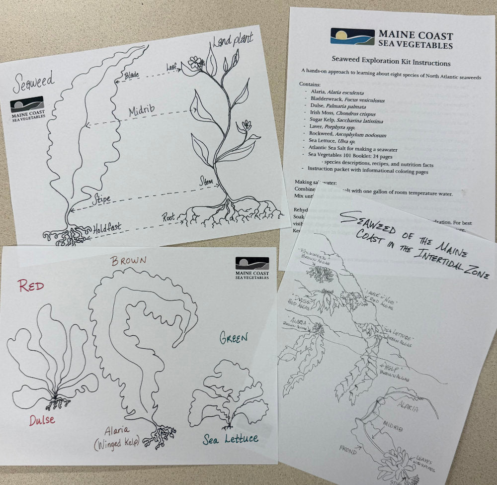 Seaweed exploration kit coloring pages and instructions