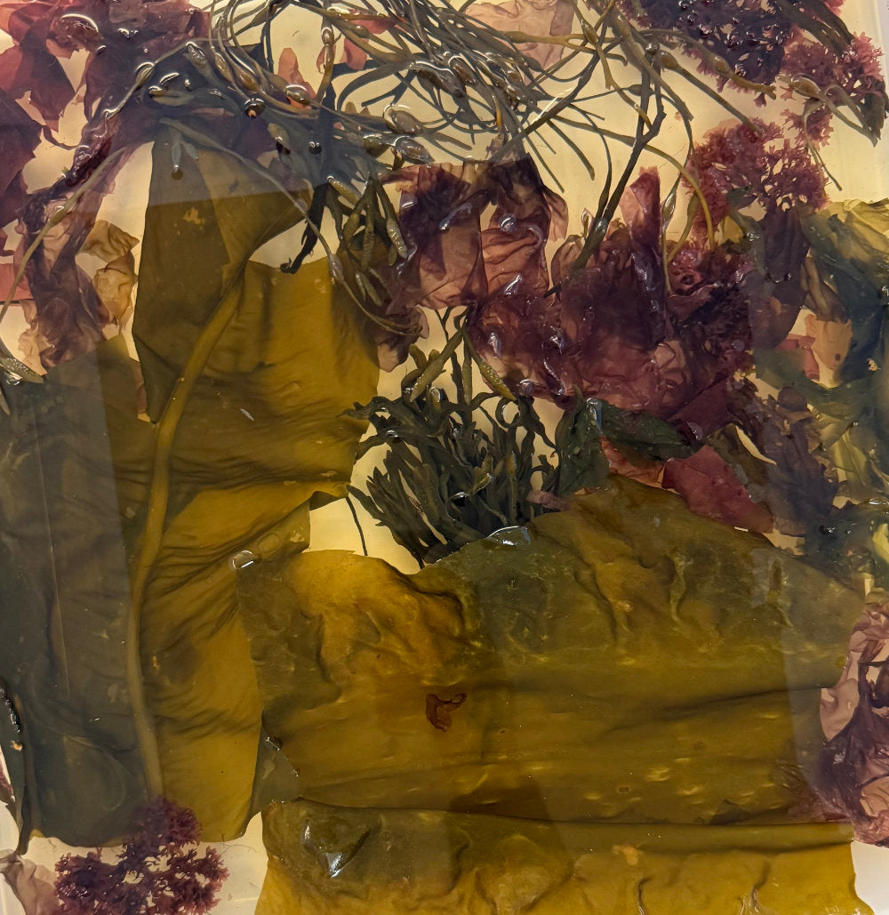Re-hydrated seaweed from the Seaweed Exploration Kit 