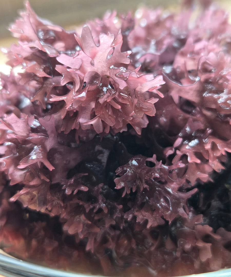 Irish Moss seaweed re-hydrated to show beautiful purple color