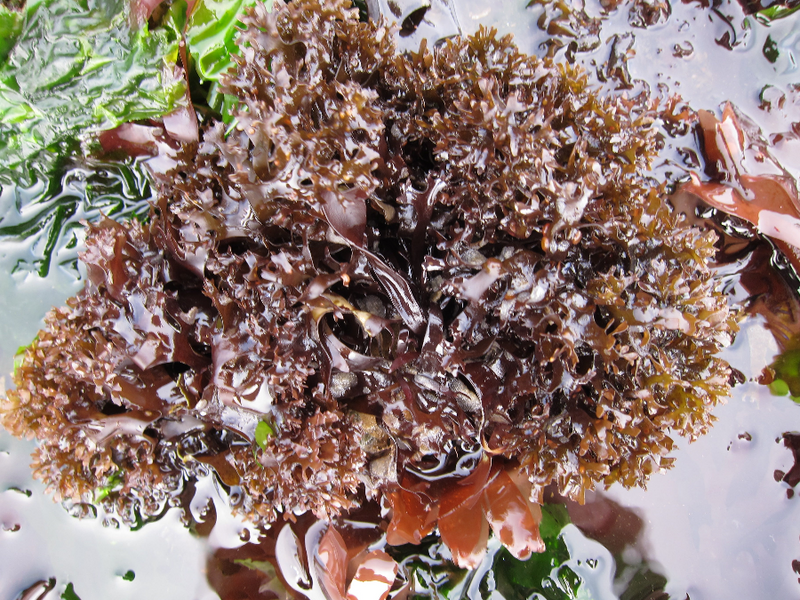Close up of Irish Moss Seaweed