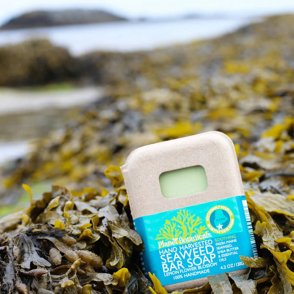 Seaweed Bar Soap 4.5 oz - Planet Botanicals - Planet Botanicals