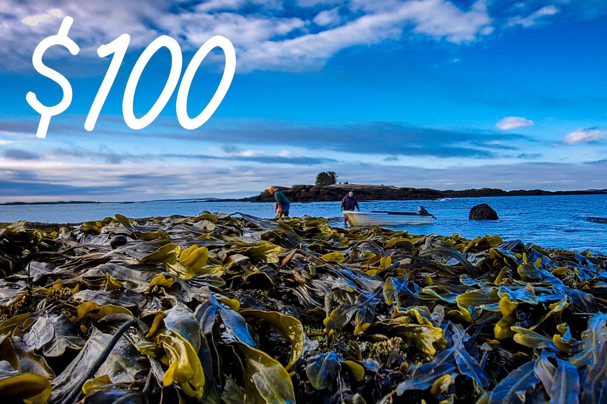 Gift Card $100.00 USD - Maine Coast Sea Vegetables