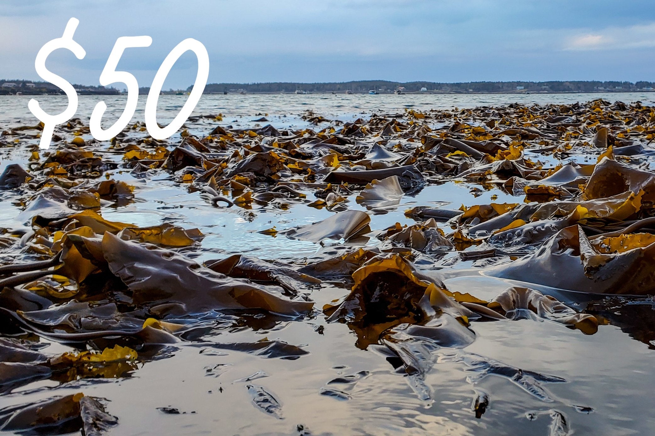 Gift Card $50.00 USD - Maine Coast Sea Vegetables