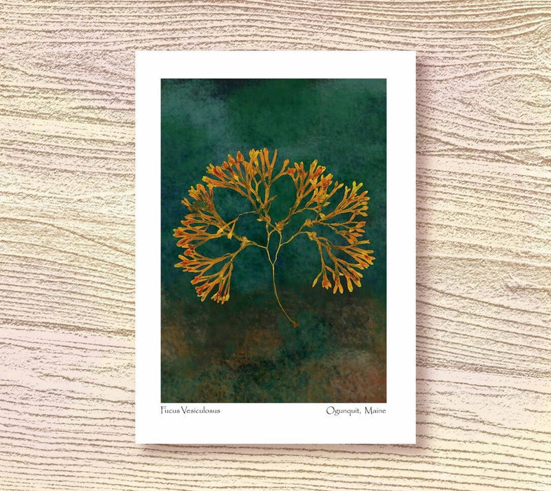 Pack of 4 Beautiful 5 x 7" Frameable Note Cards - Original Seaweed Pressed Art - Ebb Tide Impressions - Ebb Tide Impressions