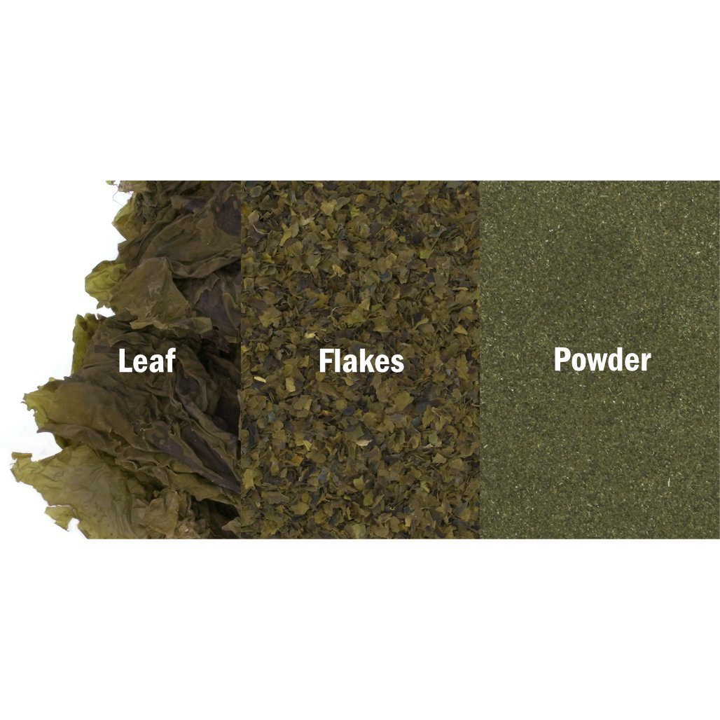 Organic Sea Lettuce Flakes Bulk (Ulva spp.) WildHarvested Atlantic