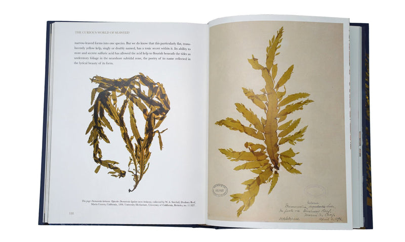The Curious World of Seaweed - Hardcover Book - By Josie Iselin - Maine Coast Sea Vegetables